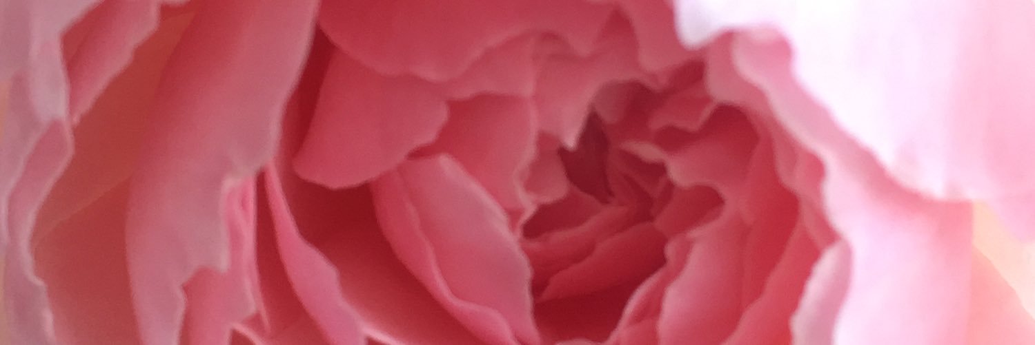AssamlilyRose's profile banner image