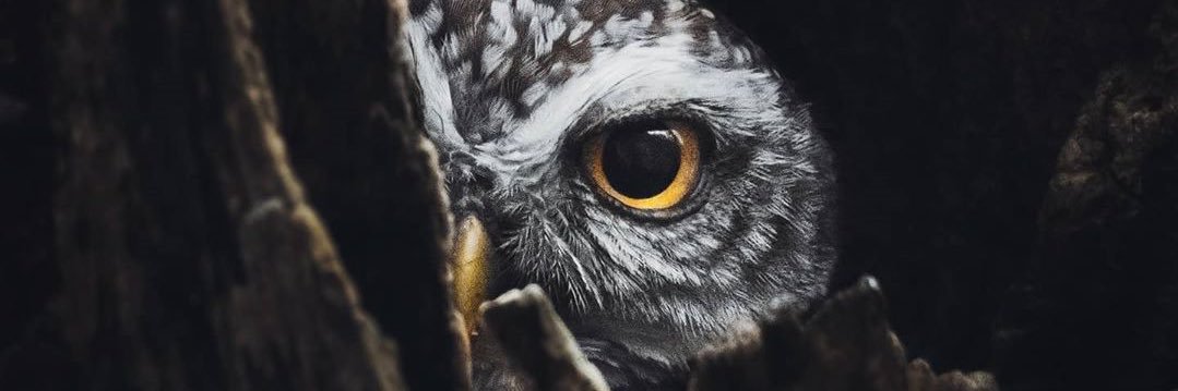 shdassad's profile banner image