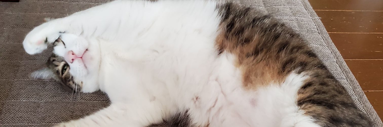 trknshiu_'s profile banner image