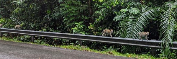 nemodi Profile Banner