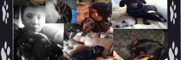 Higginsthedog's profile banner image