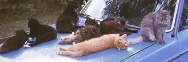 vermcats Profile Banner