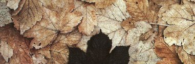 nvrfallstudio's profile banner image