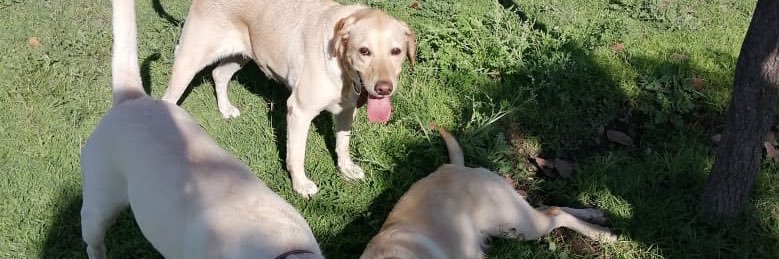 Priscila Noches Cano banner