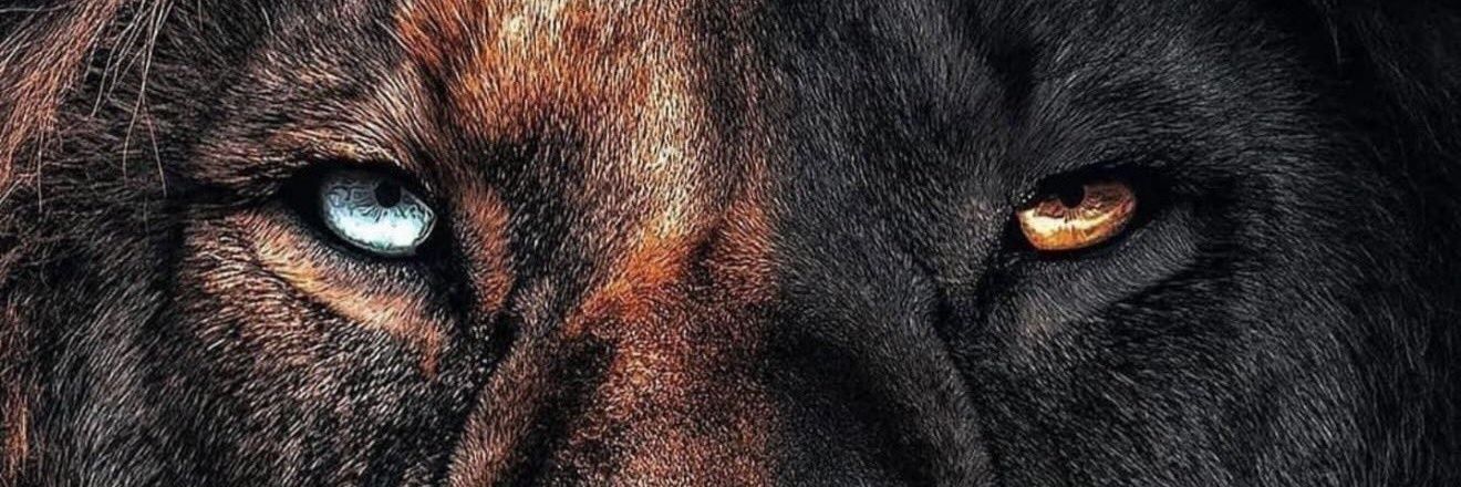 Diney9995's profile banner image