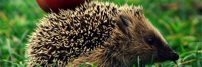 MAŁGORZATA ŻERNICKA banner