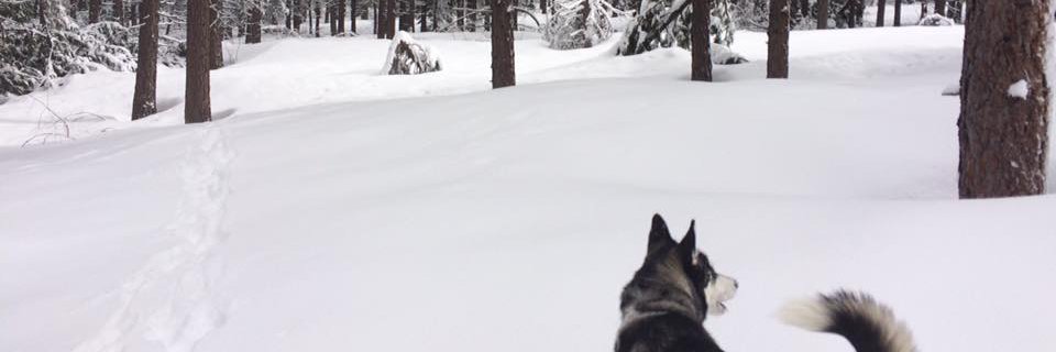 YuvalVardi's profile banner image