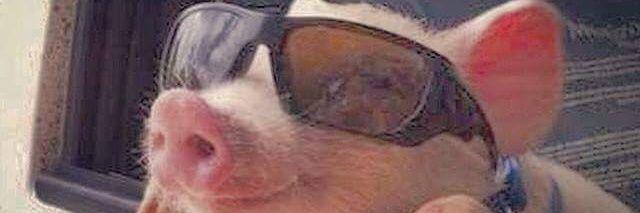 wildturkeyfarms's profile banner image