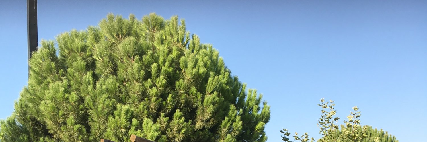 murray_ipezer's profile banner image