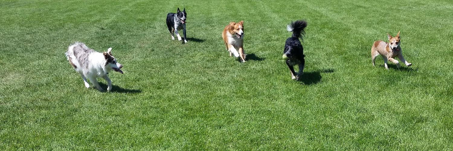 Dogloverpetcare's profile banner image