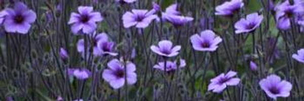 GroovyGreatness Profile Banner