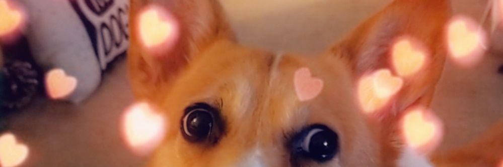 EvaCakeFaceHead's profile banner image