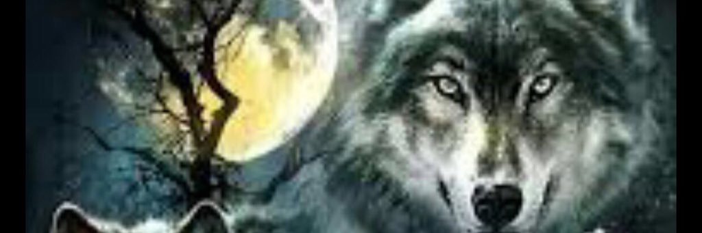 WolfofSnow01's profile banner image