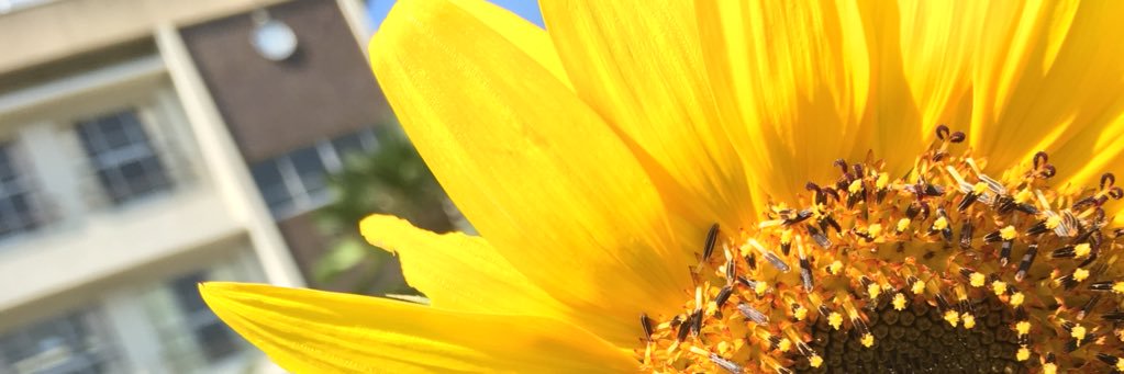 s banner