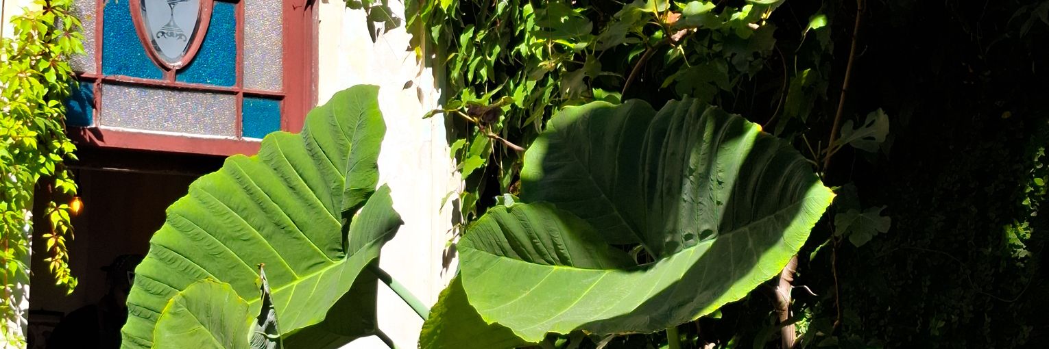 Otto banner