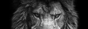 Johnny_Boese's profile banner image