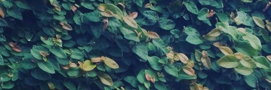 Frogpotter10's profile banner image