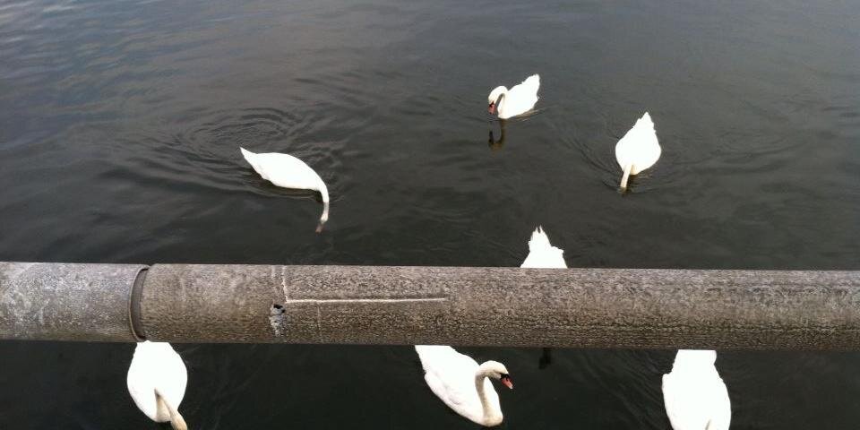 Yael Friedman banner