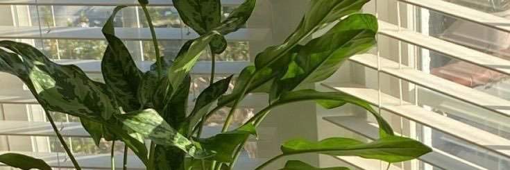 Teahna Daniels OLY banner