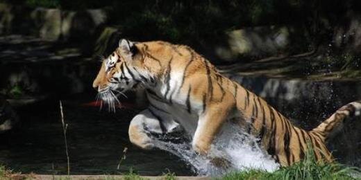 tweetntiger's profile banner image