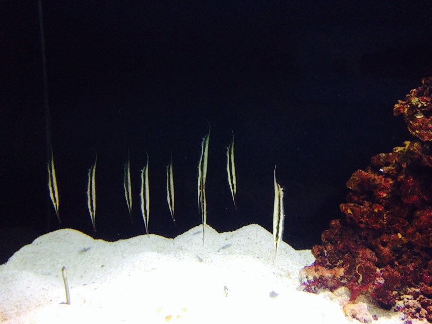 Will Cavendish banner