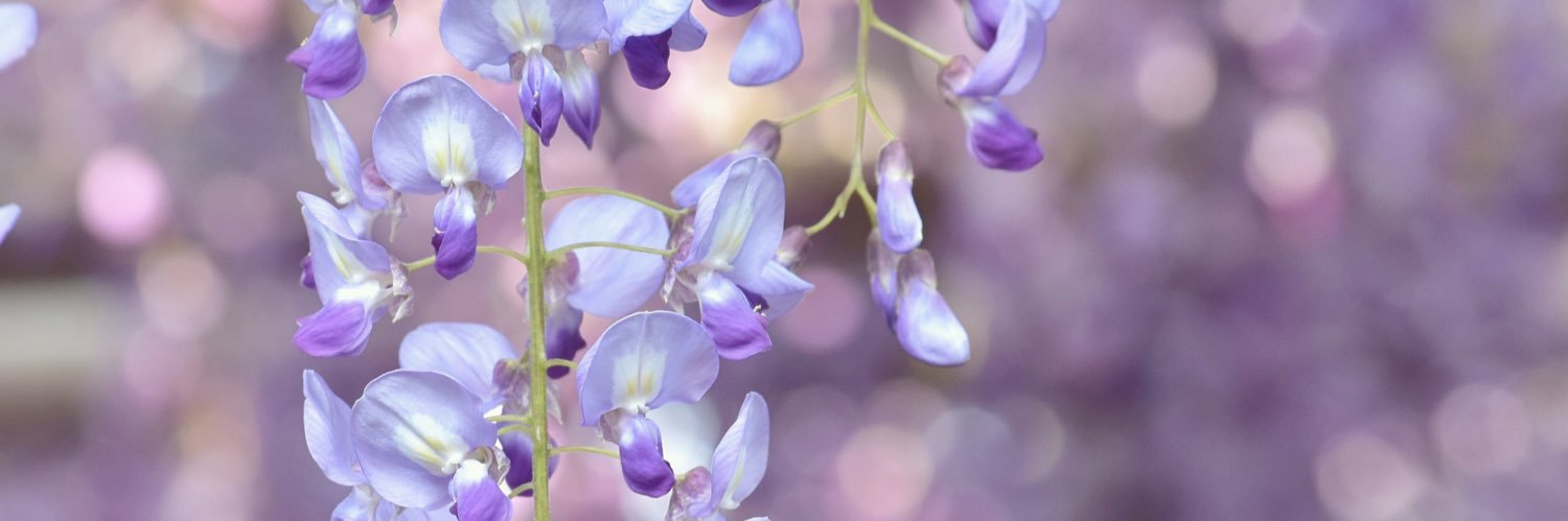 yuzutea8's profile banner image