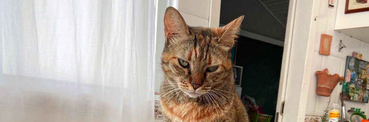 samuel xilisti banner