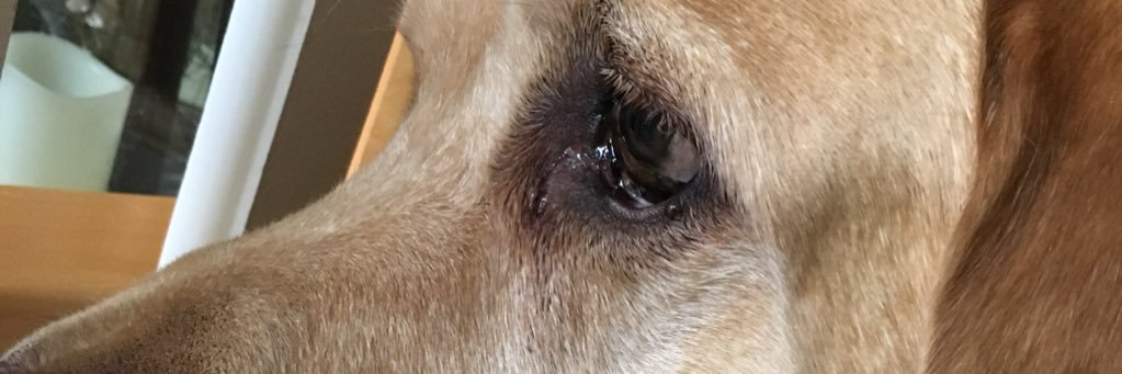 hund_sam's profile banner image