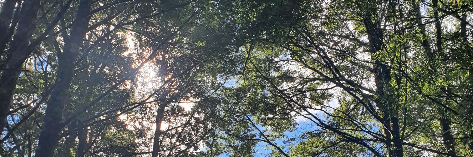 weirdgameturtle's profile banner image