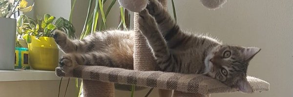 JahnMichael Profile Banner