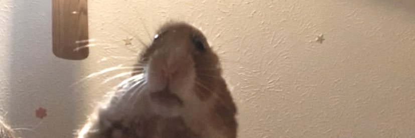 julia_docx's profile banner image