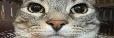 spydercells's profile banner image