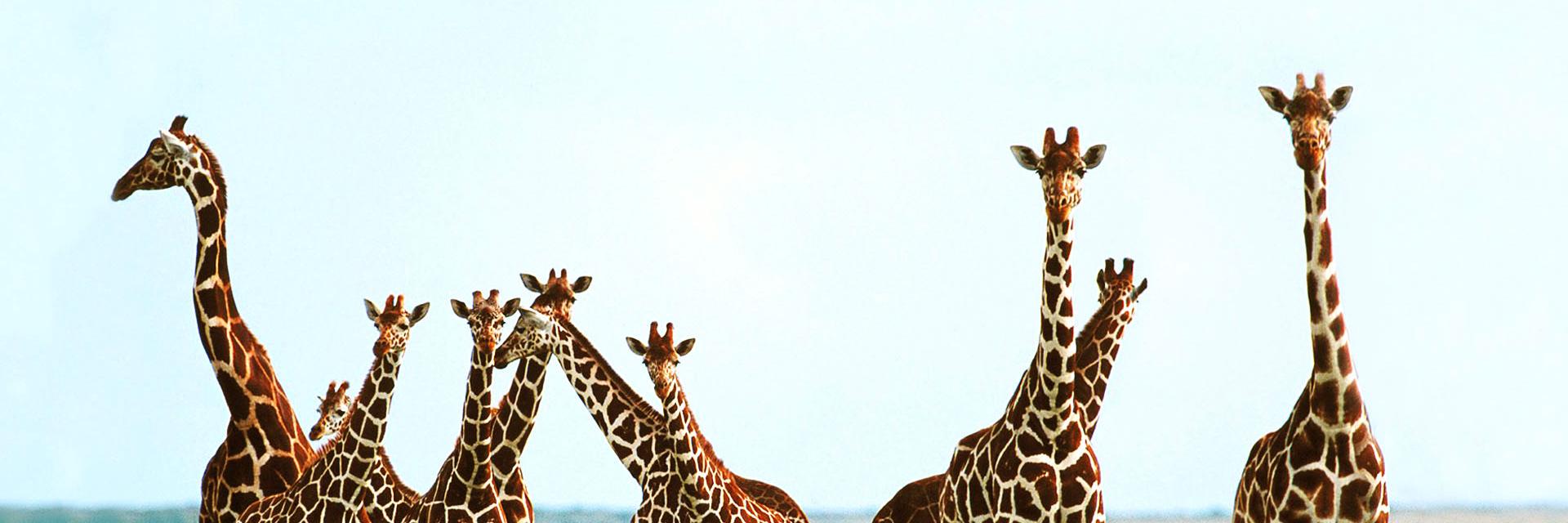 SaffRoxanne's profile banner image