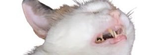 l8ermemeboy's profile banner image