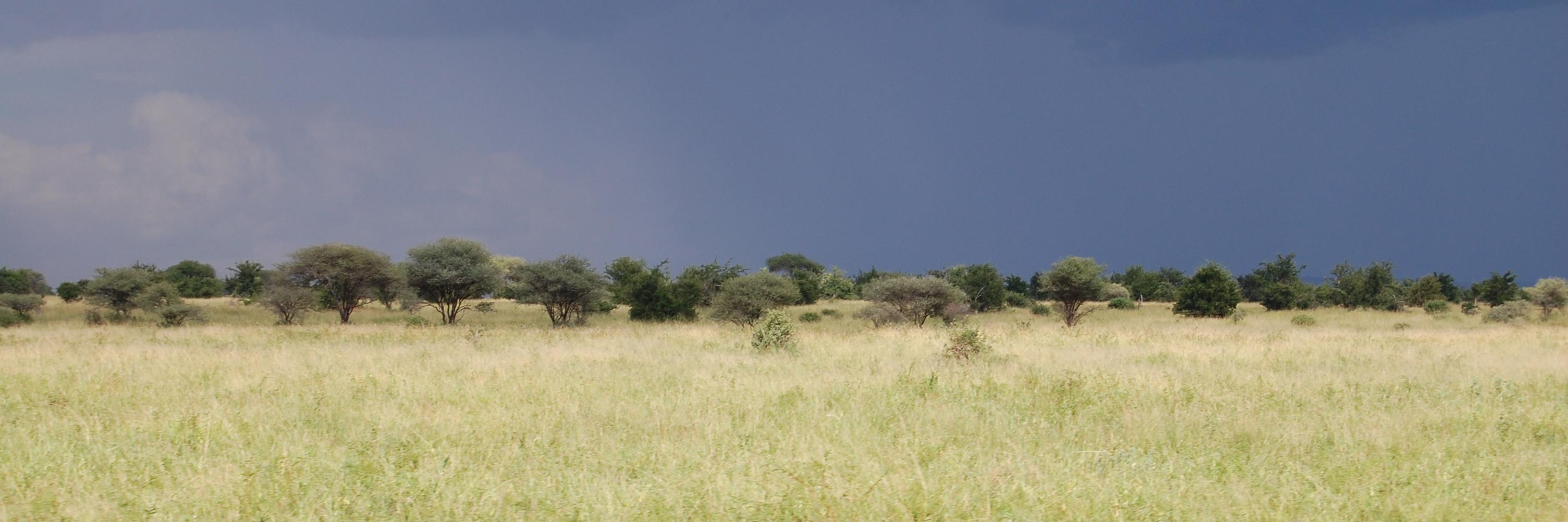 sarahgioe's profile banner image