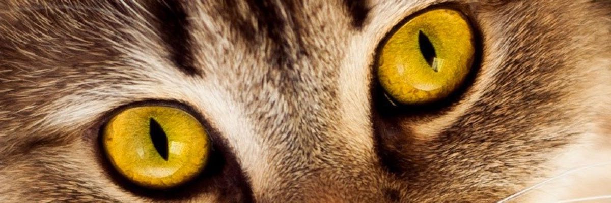 OFC_Addesopian's profile banner image