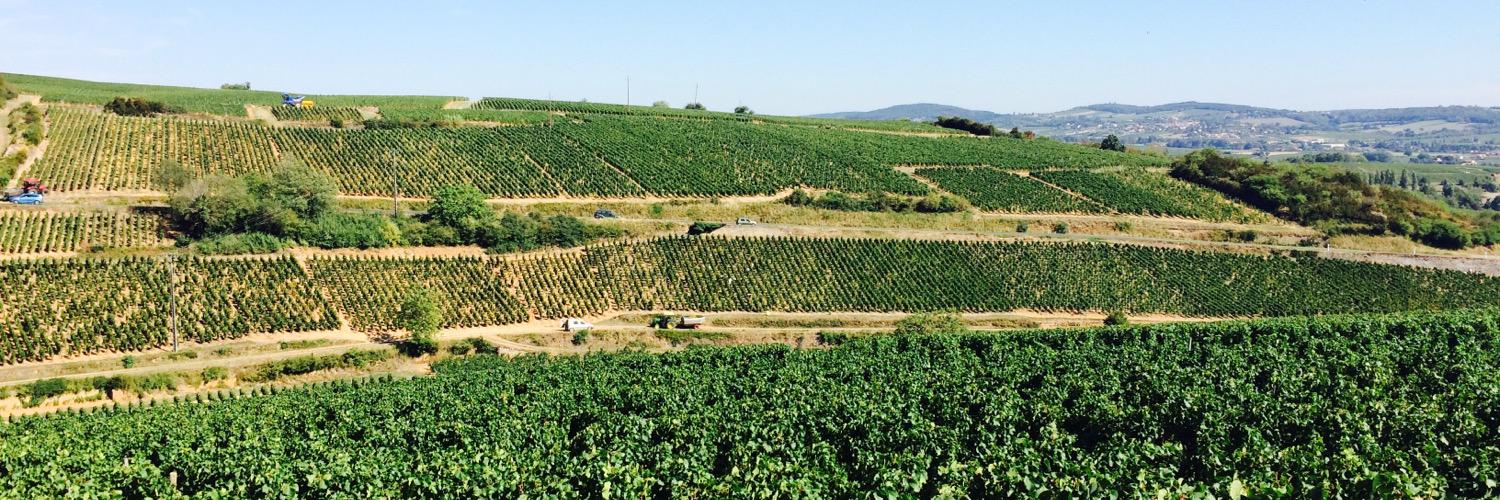 Phoebe LeMessurier banner