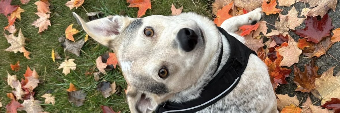 fickadelic's profile banner image