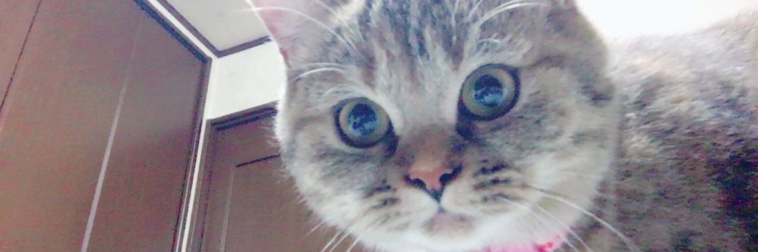 chen_921bot's profile banner image