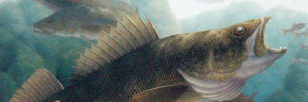 walleyenation's profile banner image