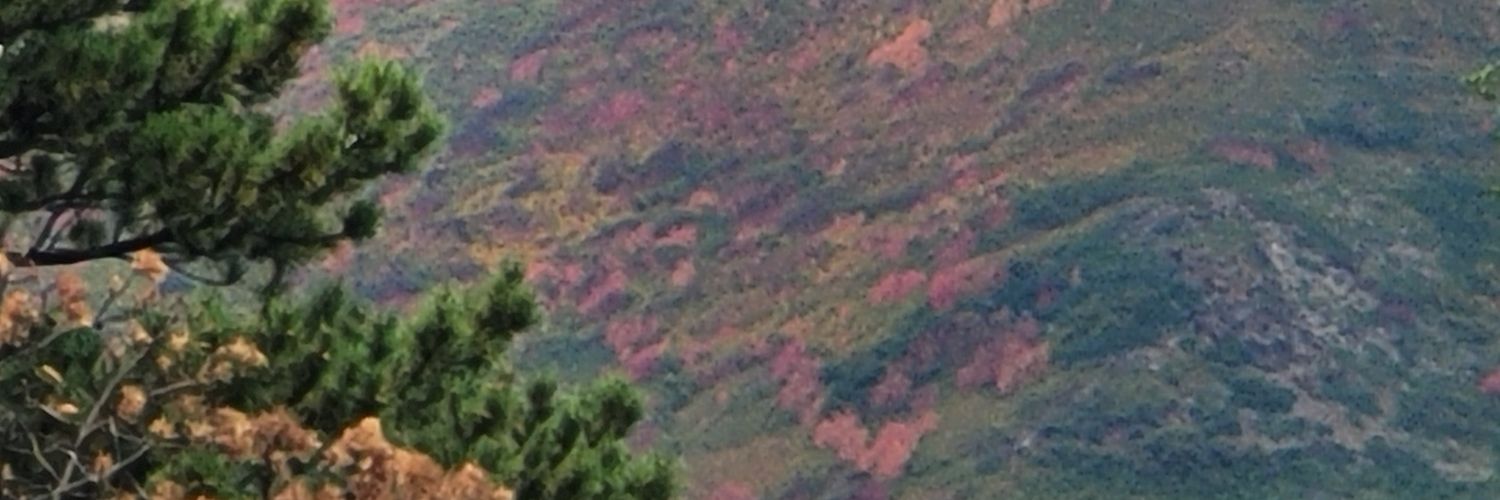 lizardykid's profile banner image
