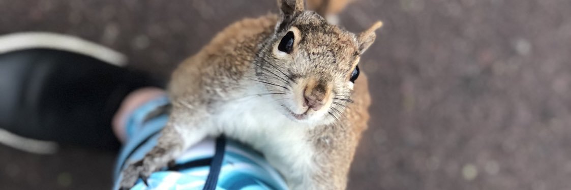 lauren (year round DST's version) banner