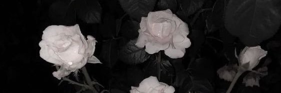 ___mxyo___'s profile banner image
