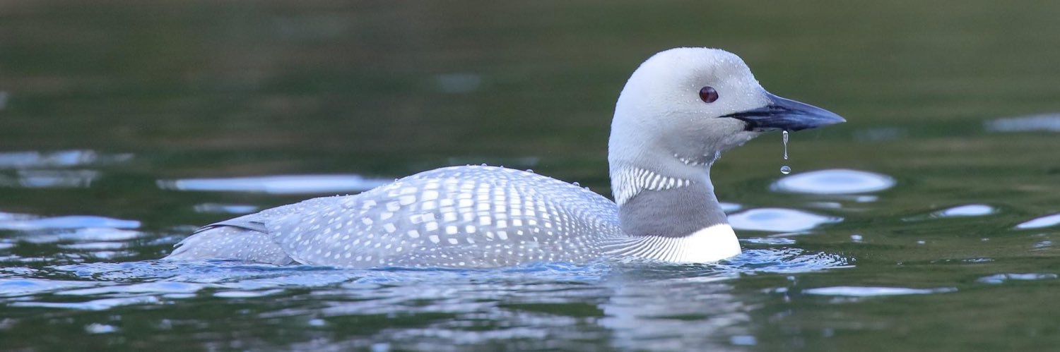 Dragonborn Paladin banner