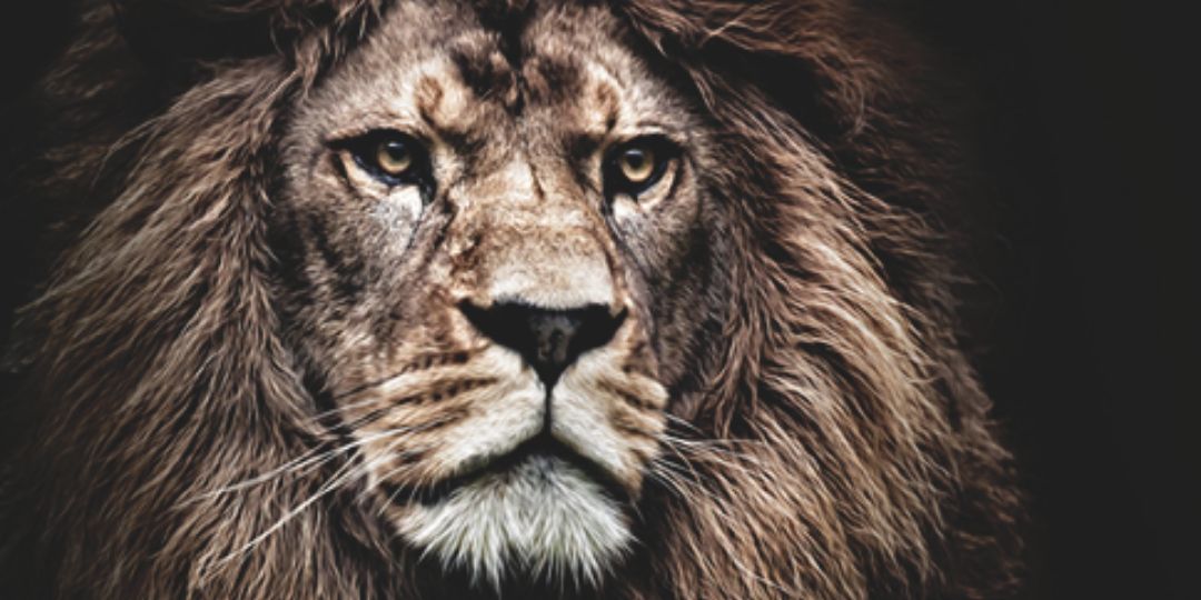 VirGoat_15's profile banner image