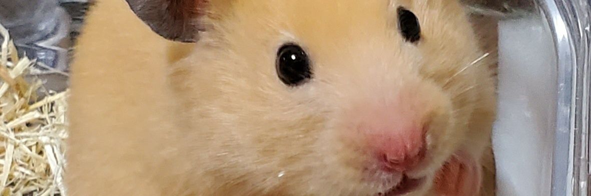 renoarance's profile banner image