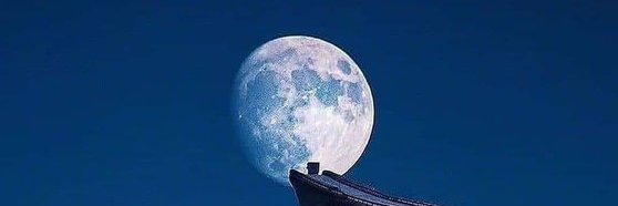 planttree123's profile banner image