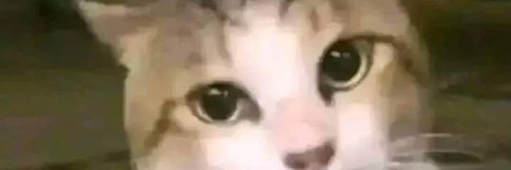 Musashisana's profile banner image