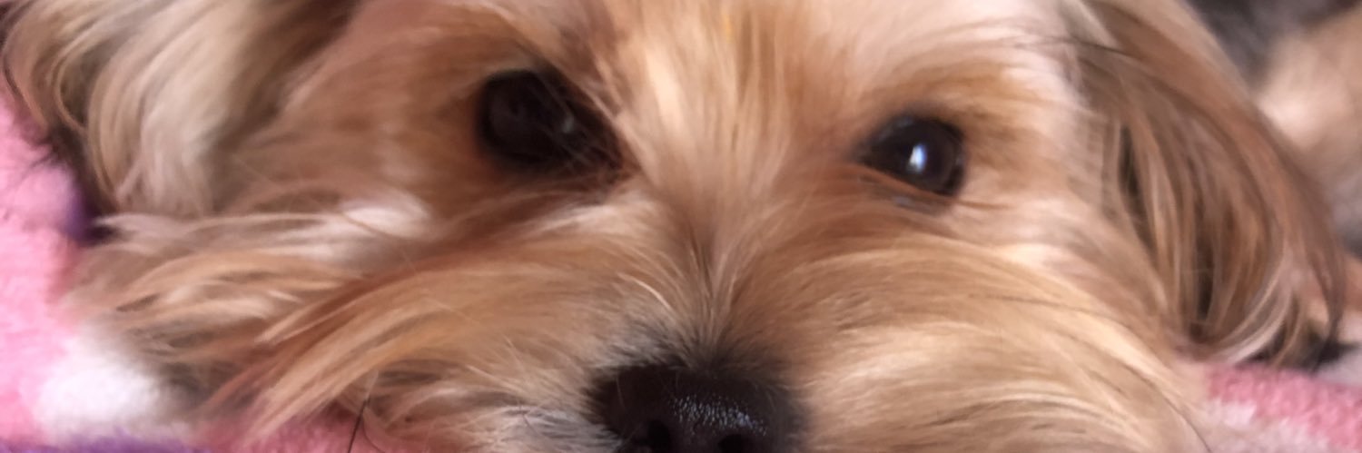 solromina_'s profile banner image