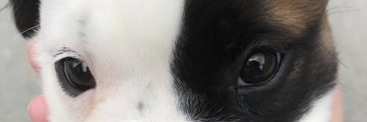 Orch5's profile banner image